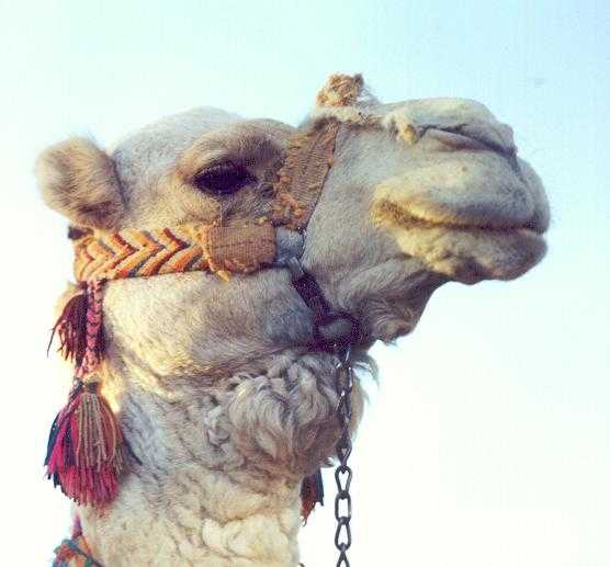 Denne kamelen har ikke gått gjennom et nåløye!